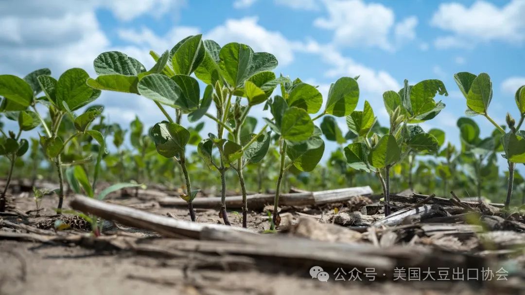 今期澳门三肖三码开一码_29日凌晨新鲜出炉：2024美国大豆种植面积和季度库存报告  第3张