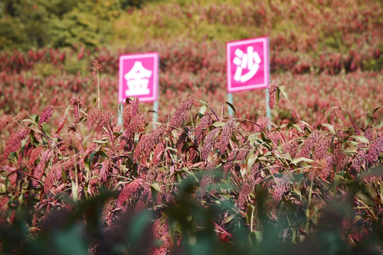 金沙酒业，到底得罪了多少经销商？